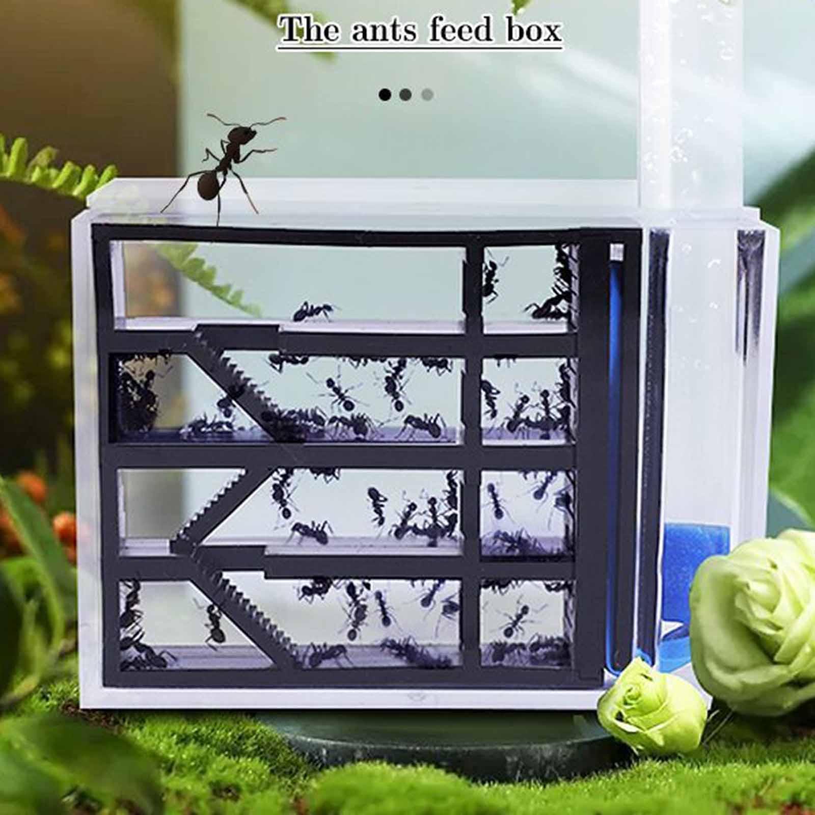ANT Farm DIY Science Education - огляд і ціна Home Decor Habitat